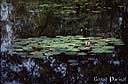 056Nenuphars sur etang.jpg